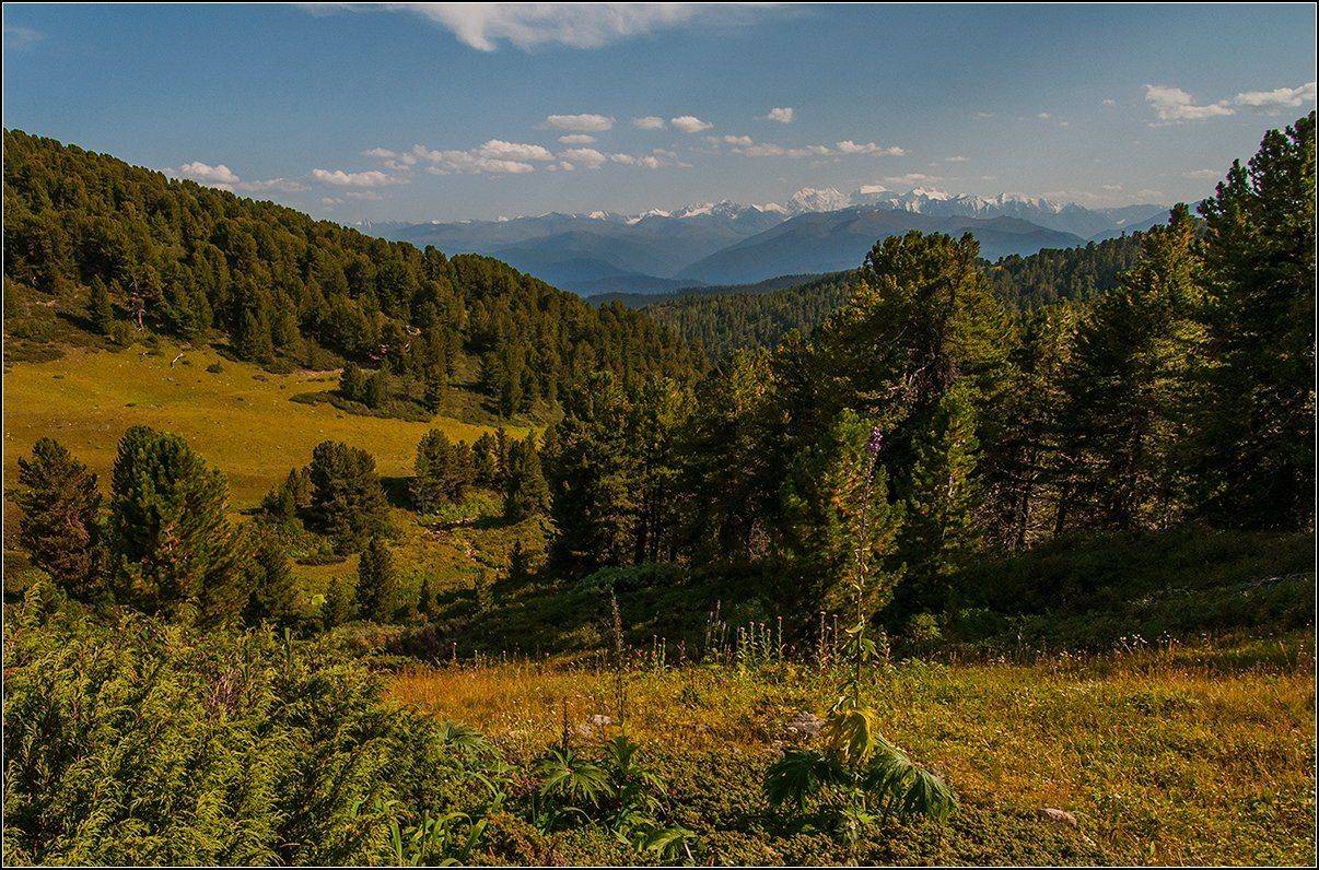 алтай, теректинский хр., тайга, кедры, вечер, г. белуха, АНАТОЛИЙ ДОВЫДЕНКО
