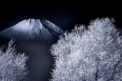 The white world