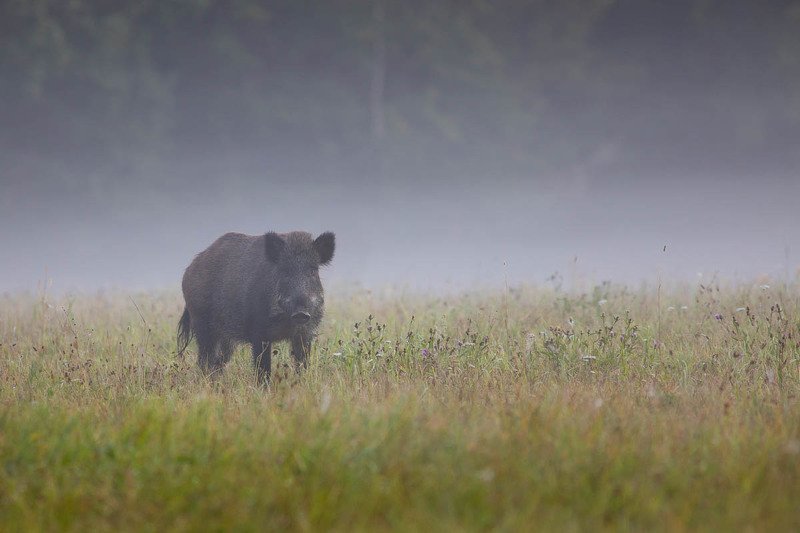 Dzik фото превью