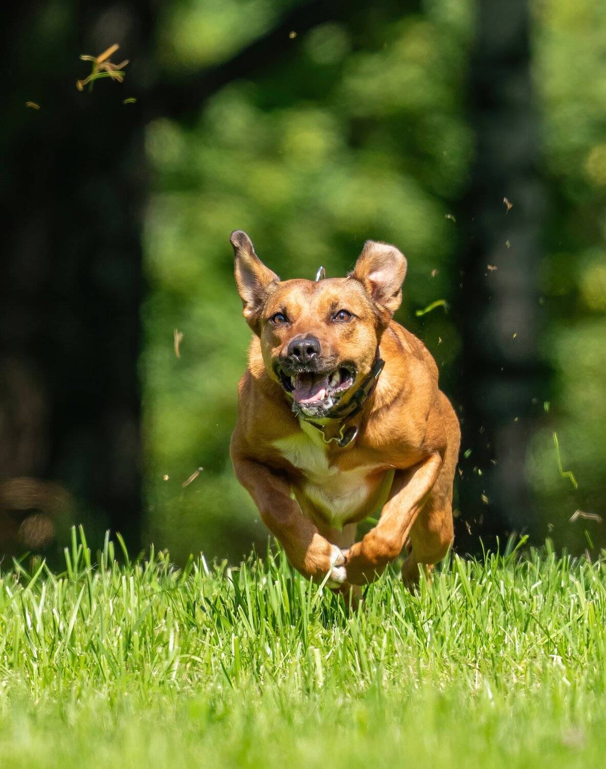 , Константин Дэм