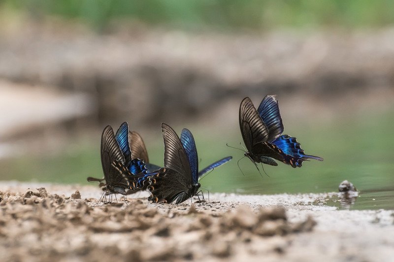 *** фото превью