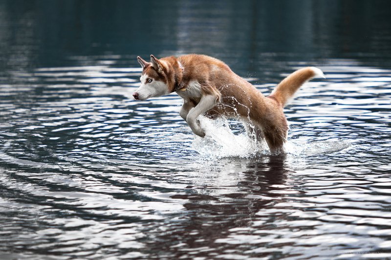 За уткой фото превью