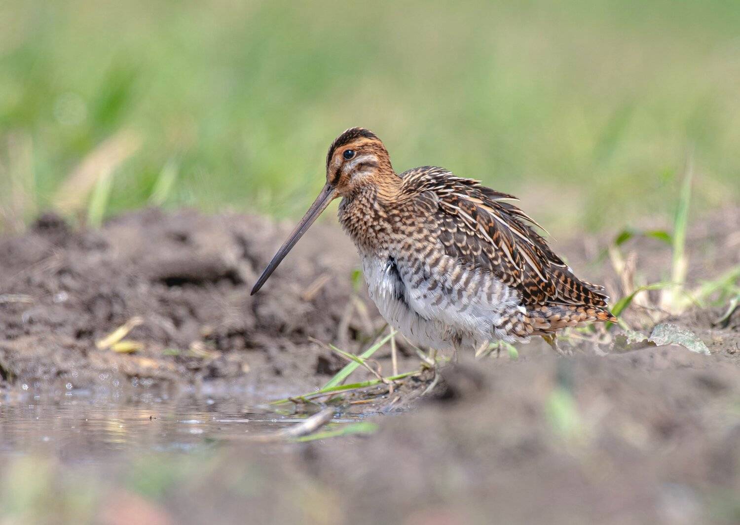 птицы,природа, лето, Андрей Киселёв
