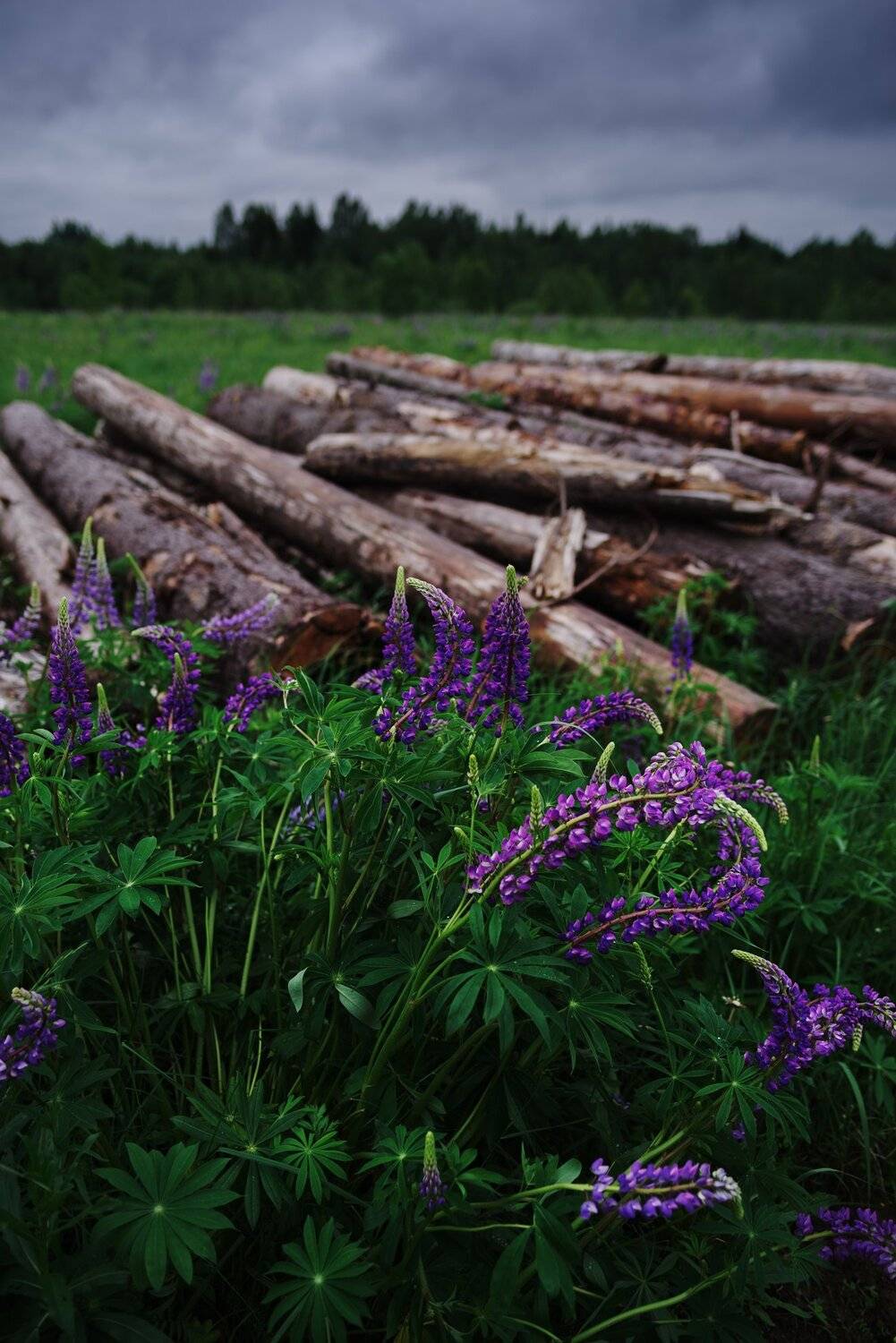 люпины, брёвна, Алексей Егоров