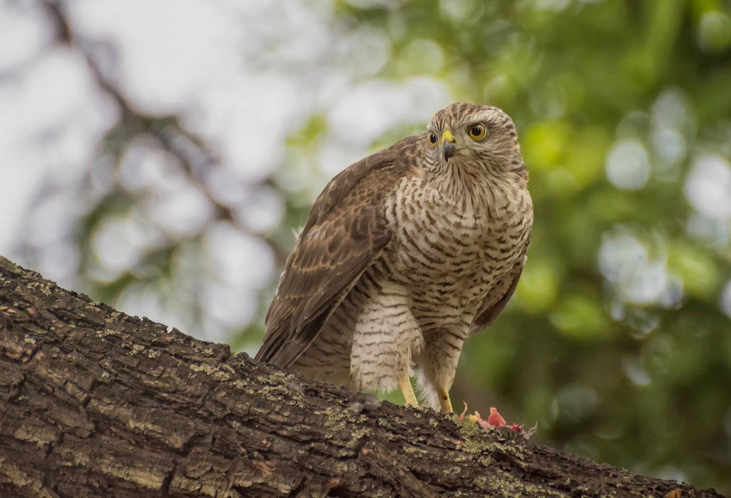 хищная птица, ястреб перепелятник, добыча,, Марина Мочалова