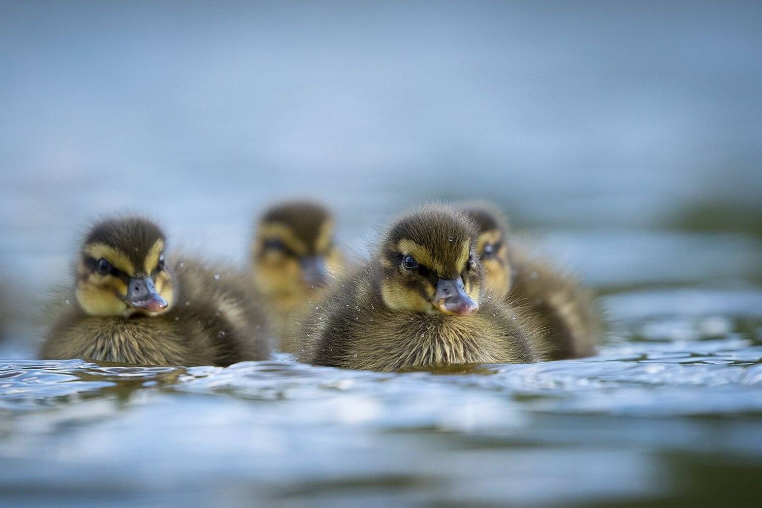 Duckling. Автор: Robert Adamec , Robert Adamec