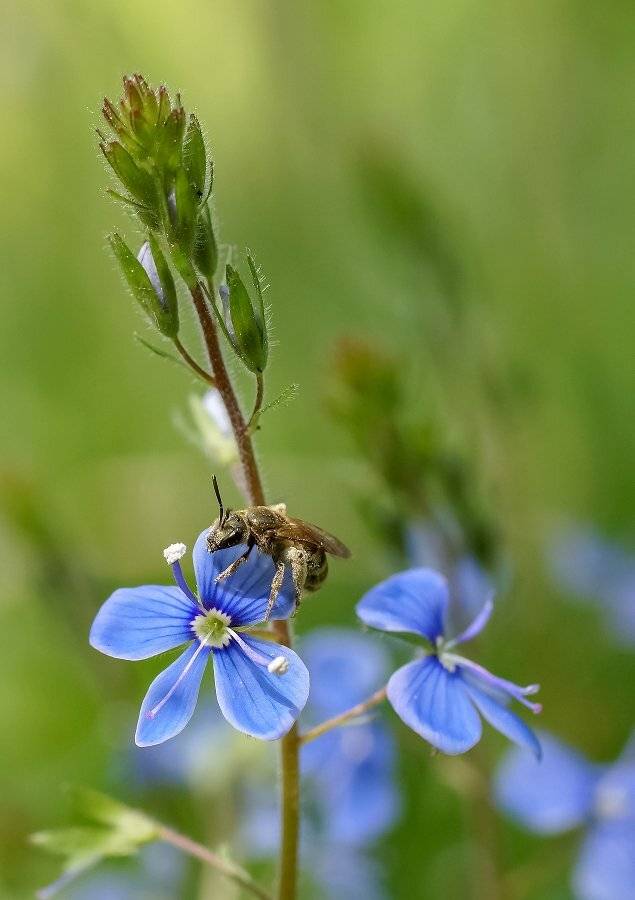 Пчела, Чепленко Алексей