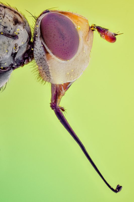 Fly фото превью