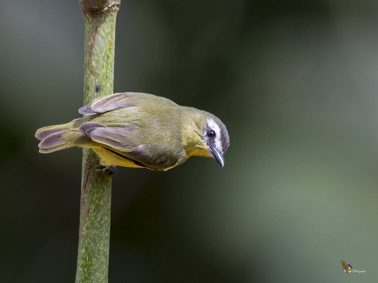 , Fernando Burgalin Sequeira