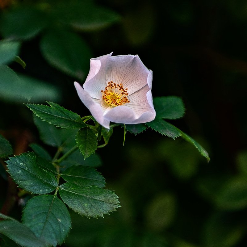 Шиповник фото превью