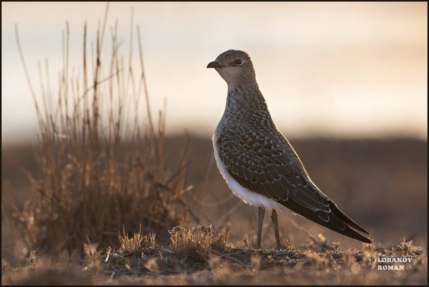 степная тиркушка лобанов заказник степной пересвет сергиев посад птицы, Lobanov Roman