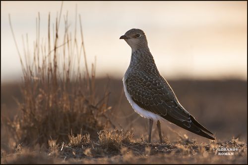 Степная тиркушка