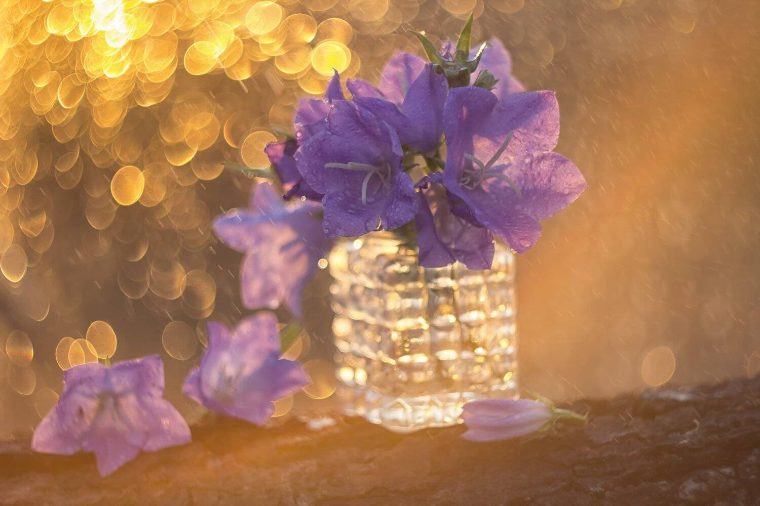 колокольчики, закат, боке, букет цветов, стекло, Лионелла Зимина