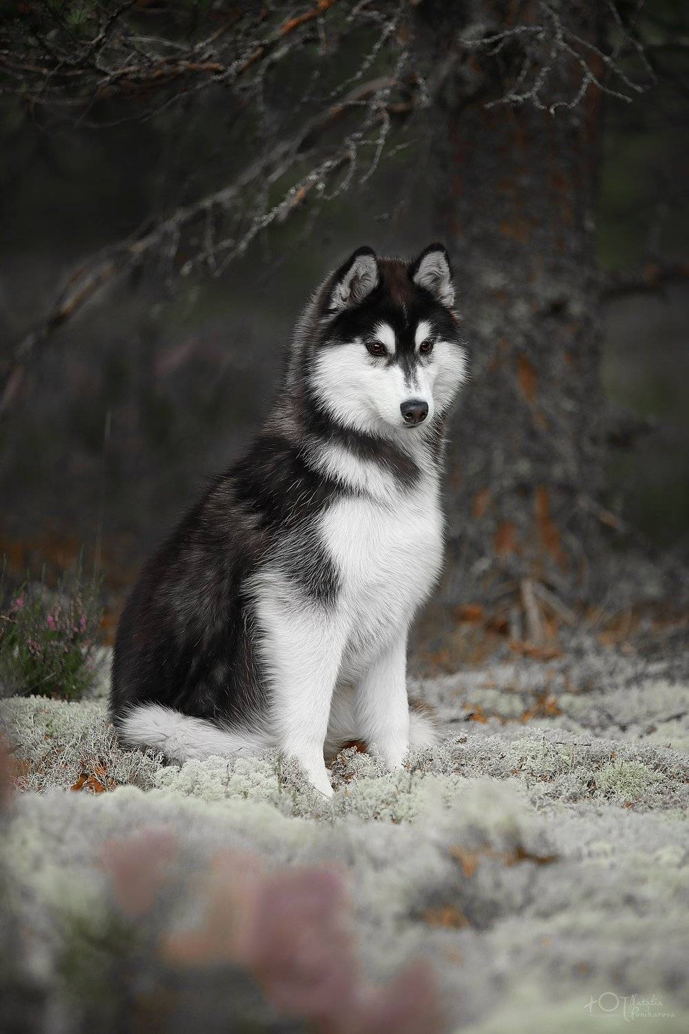 , Наталия Поникарова