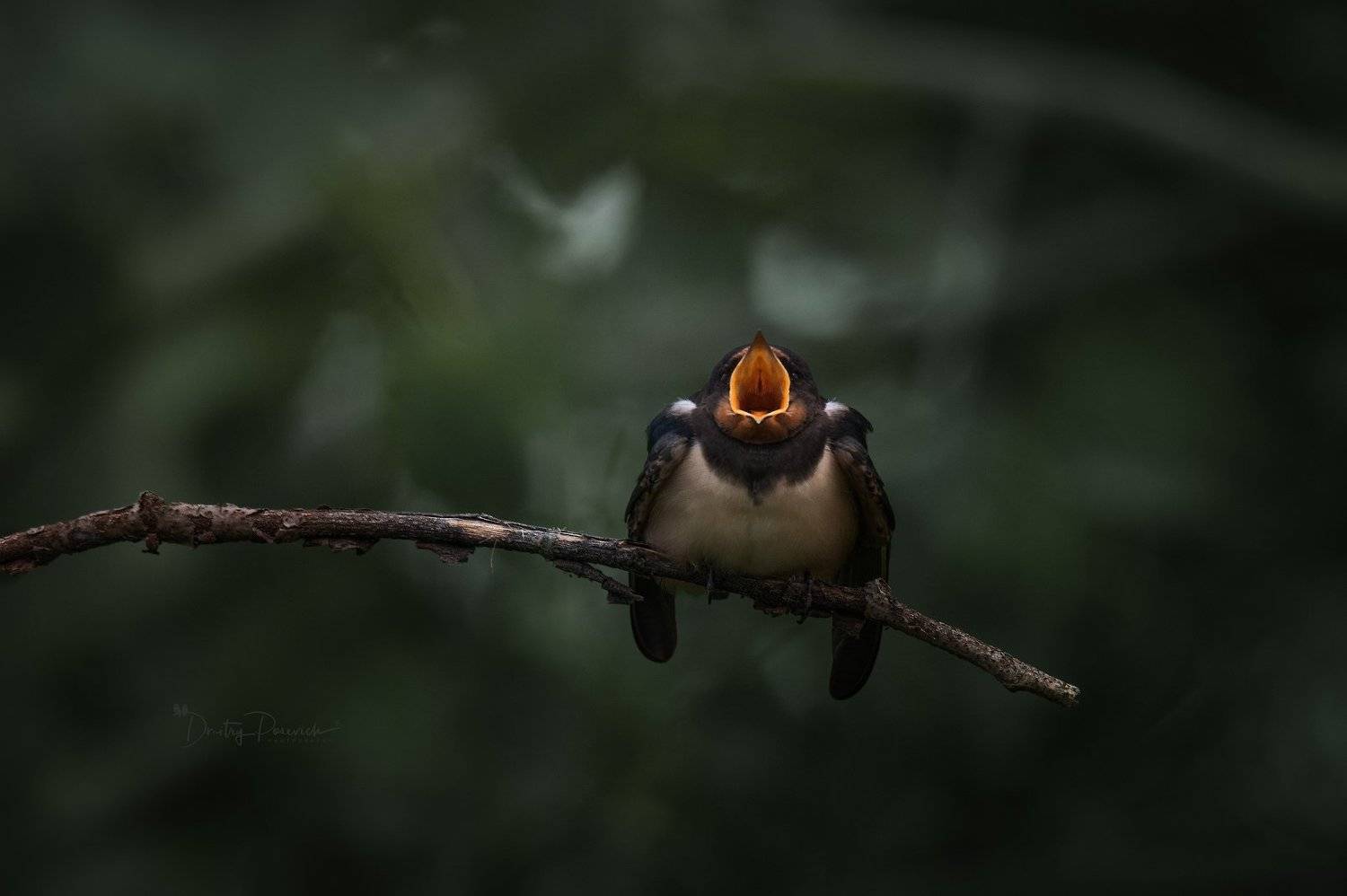 природа, лес, поля, огороды, животные, птицы, макро, Дмитрий Посевич