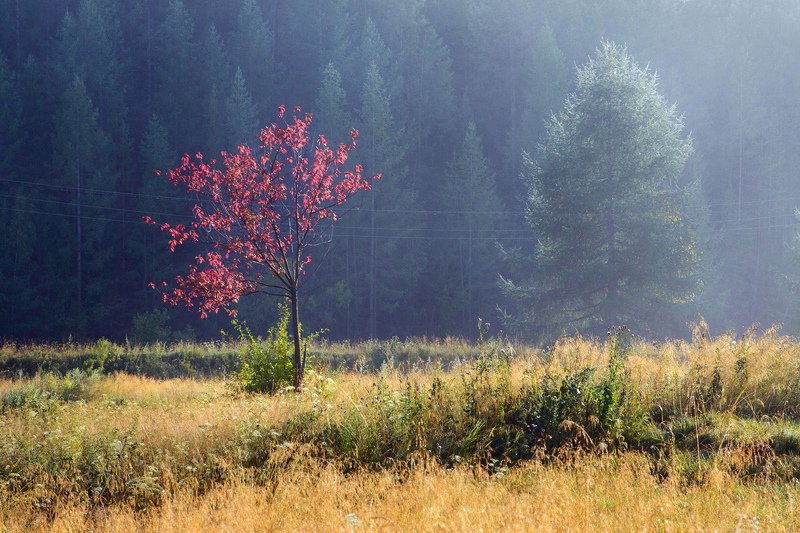 Однажды утром..! фото превью