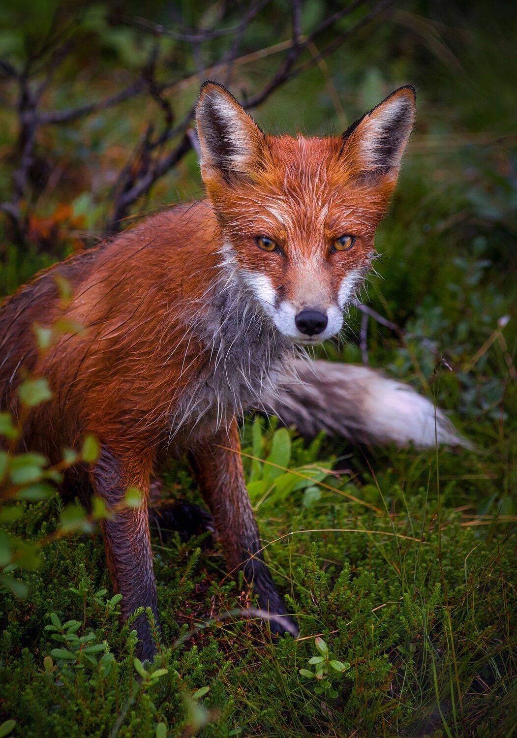 , Елена Ермолина