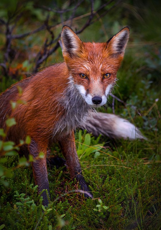 Кольский ЛИС фото превью
