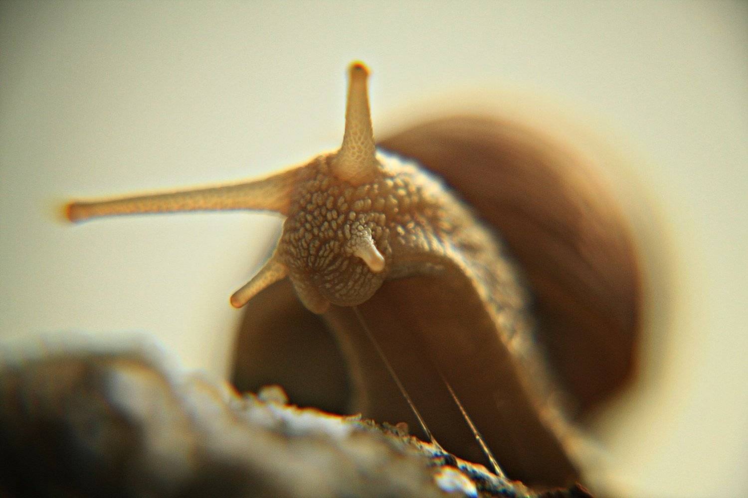 Snail.... Автор: Adrian Eperjessy , Adrian Eperjessy