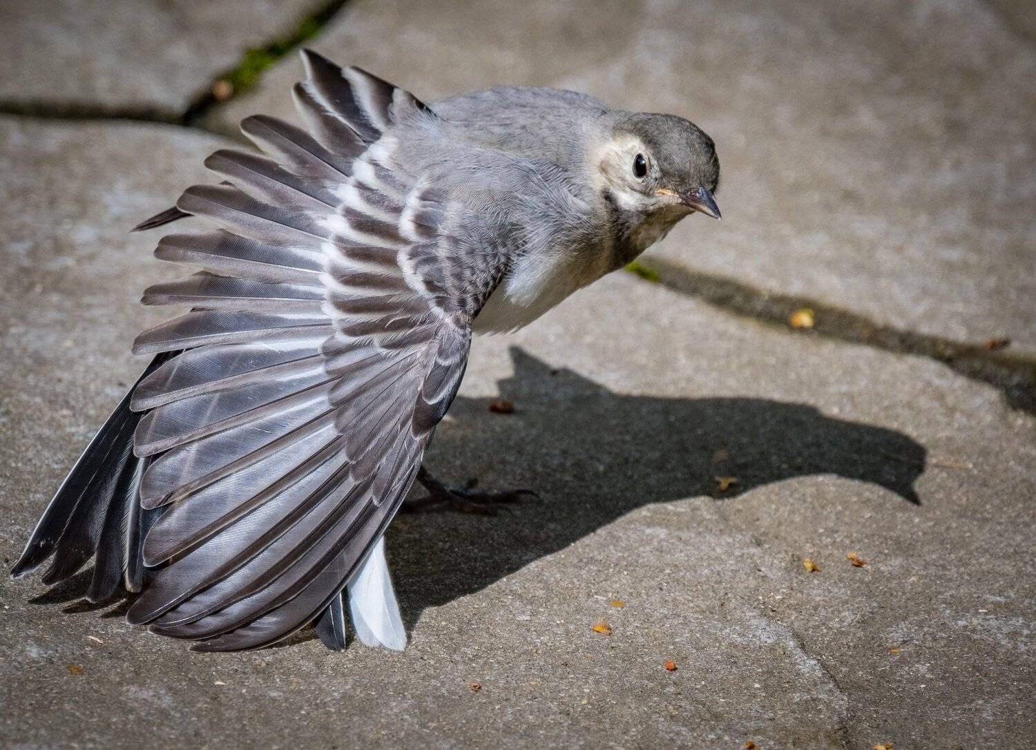 , Курлянцев Алексей