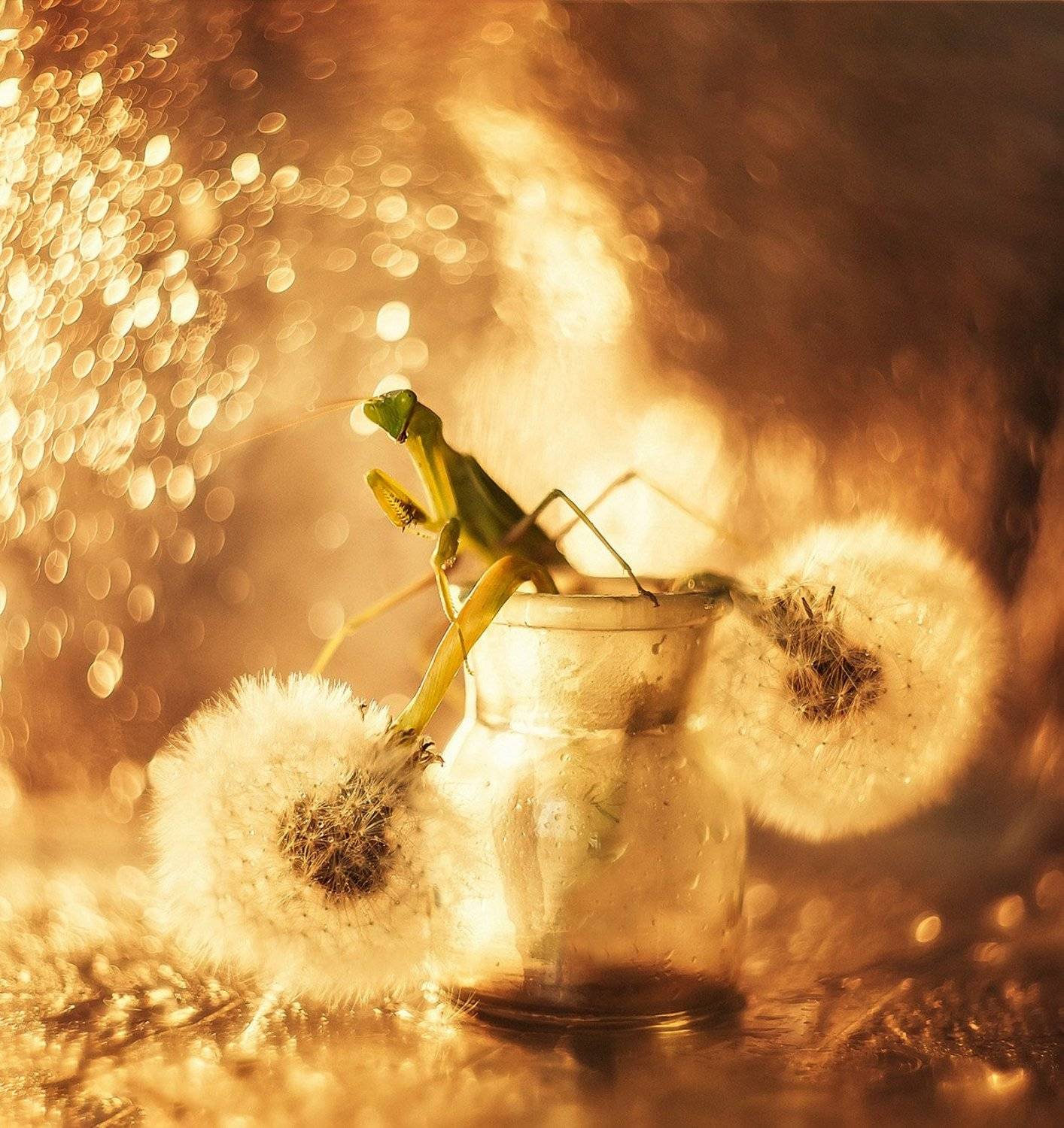 , Тарасова Ольга