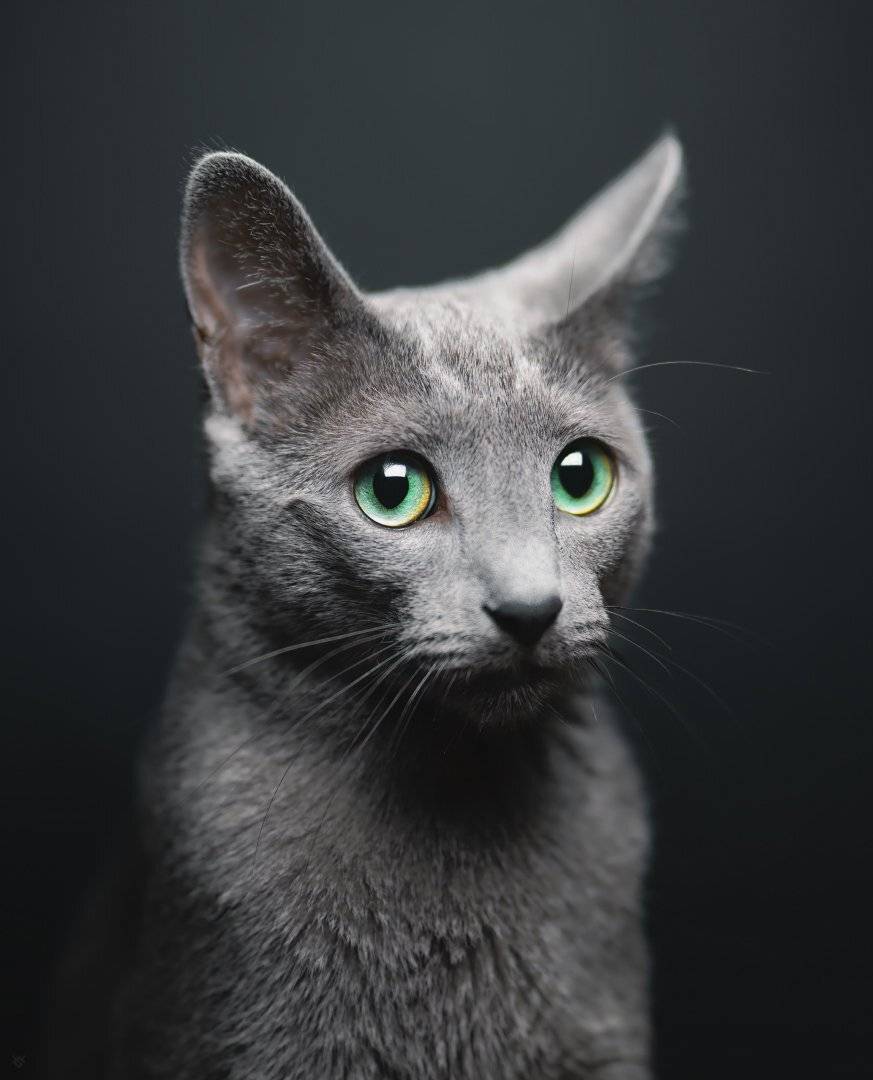 Russian Blue. cat, pet, portrait, Русская голубая кошка, Кот, кошка, Wojciech Grzanka
