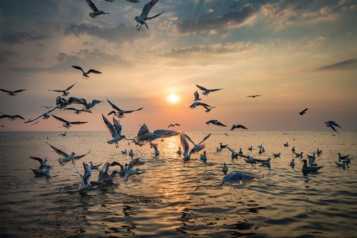 Dance of Seagulls