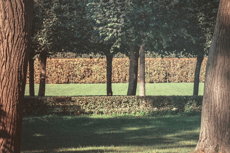 петергоф, петродворец, дерево, деревья, зелень, парк в парке фото превью