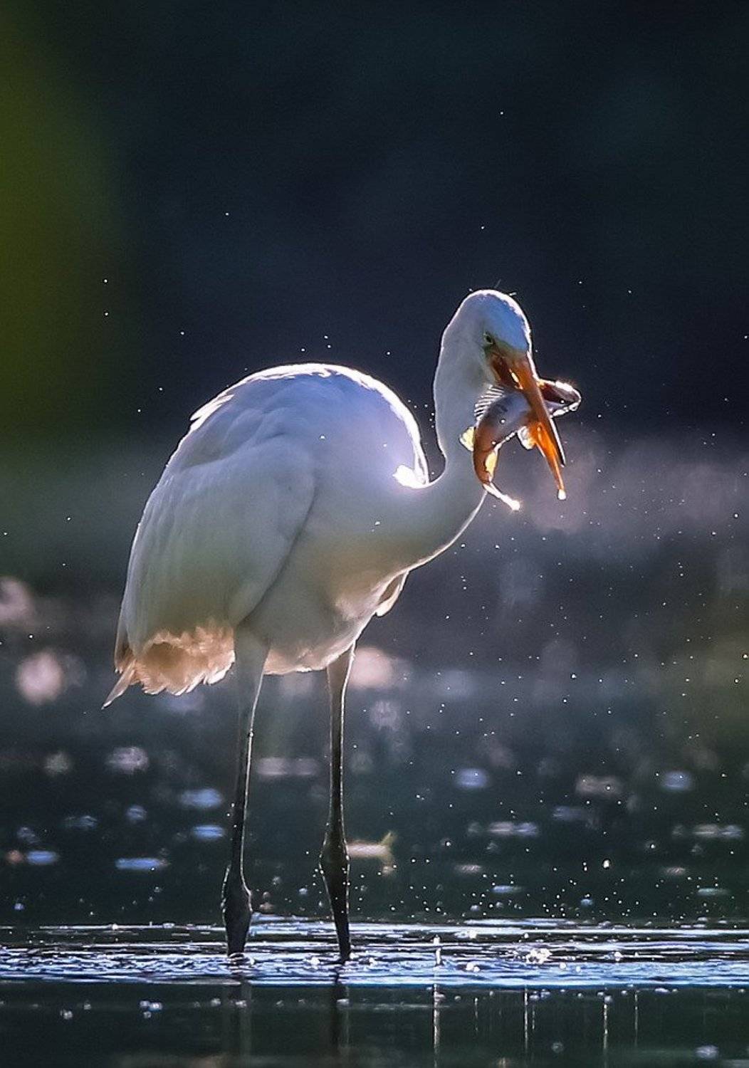 , Вячеслав Мищенко