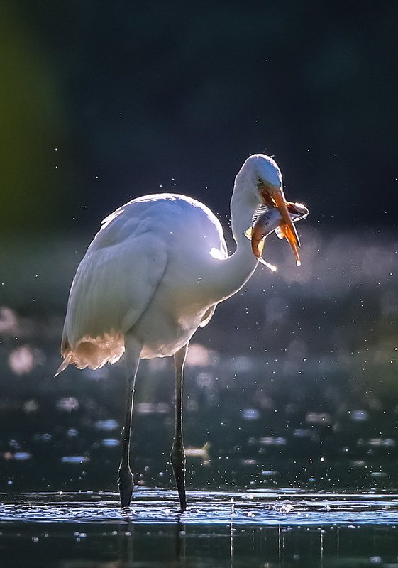 Хороший улов. фото превью