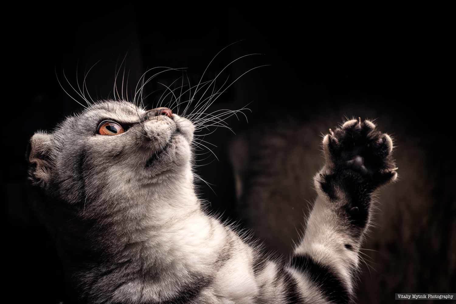 Mammal, Feline, Domestic, Cat, Animal, Pets, Domestic Animals, Kitten, Cute, Gray, One Person, Beauty, Purebred, Cat, Small, Scotland, шотландская кошка, котик, котенок, , Виталий Мытник