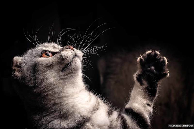 Mammal, Feline, Domestic, Cat, Animal, Pets, Domestic Animals, Kitten, Cute, Gray, One Person, Beauty, Purebred, Cat, Small, Scotland, шотландская кошка, котик, котенок,  Мия фото превью