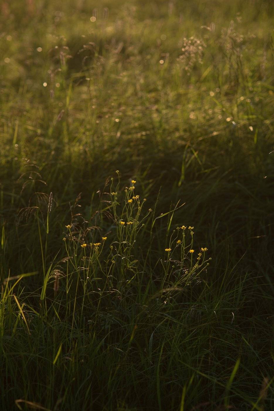 , Григорий Пиль