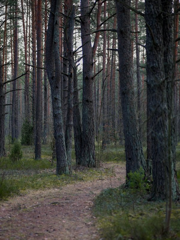 Phase One P45+ 92827 фото превью