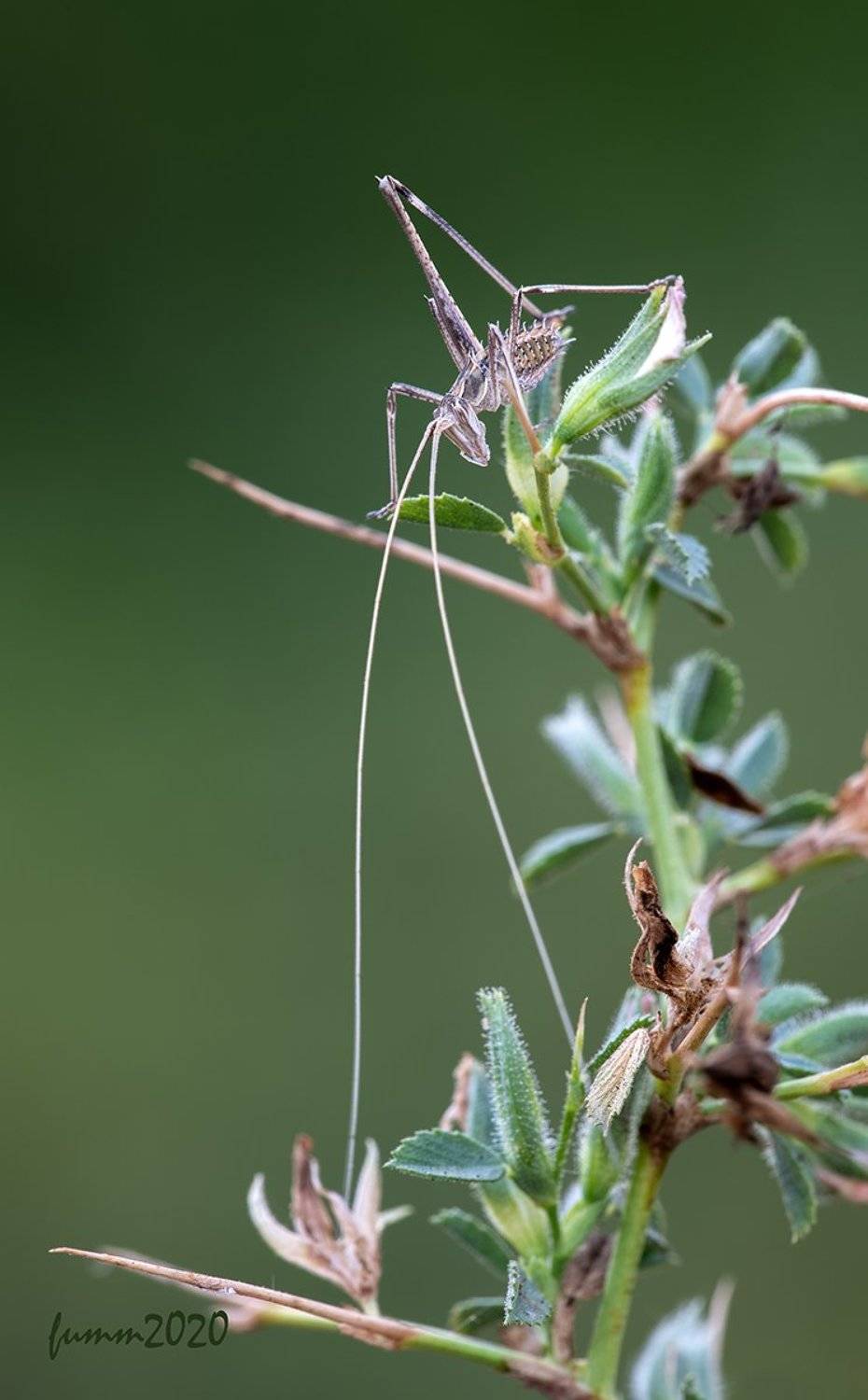 , Игорь ФУММ