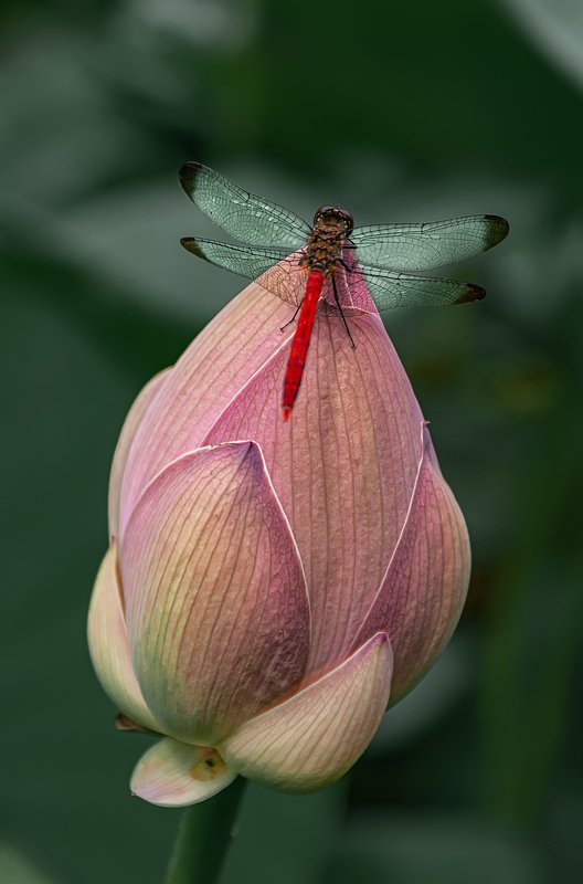 Два совершенства. фото превью