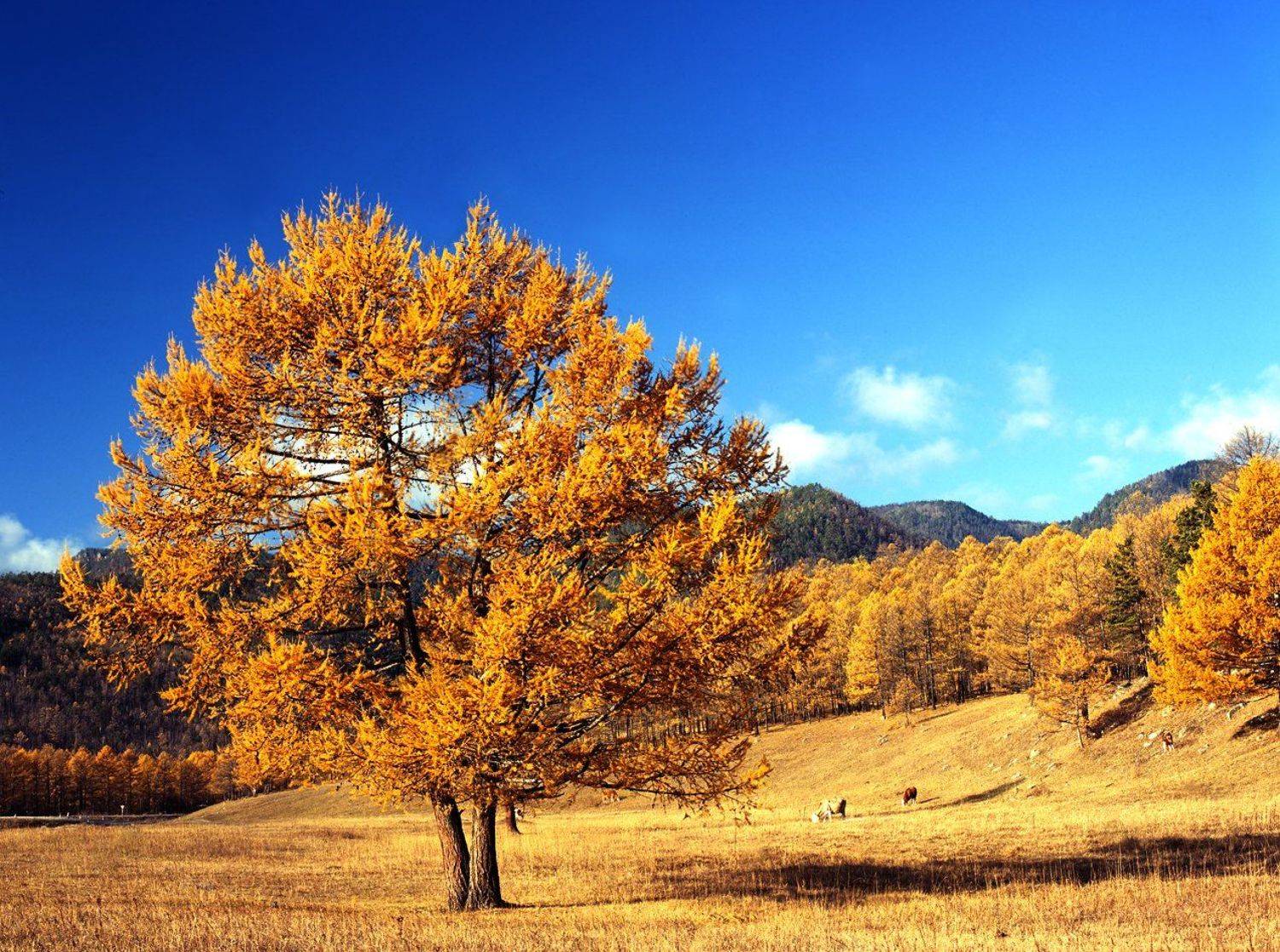 , Игорь Железняк