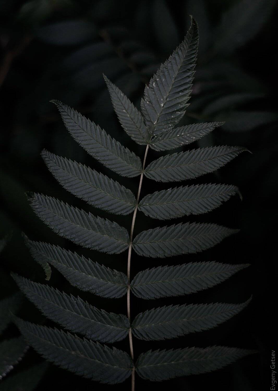 листья, фон, папоротник, Евгений Гецев