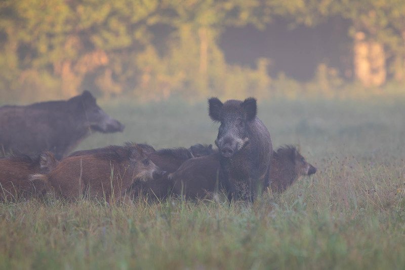 Dziki фото превью