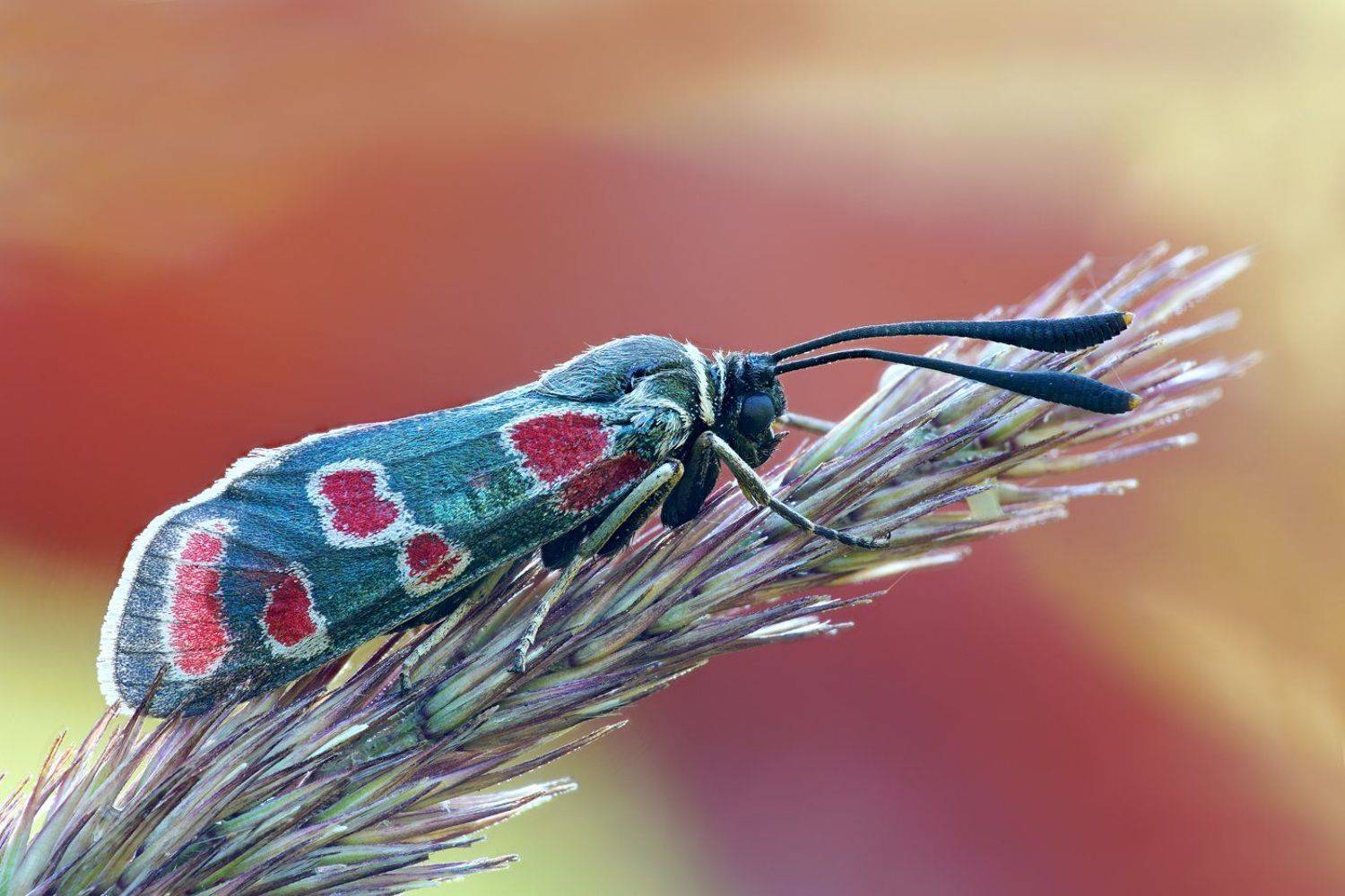пестрянка глазчатая, Кузнецов Дмитрий