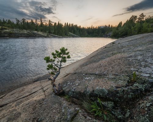 Жизнь найдет свой путь...