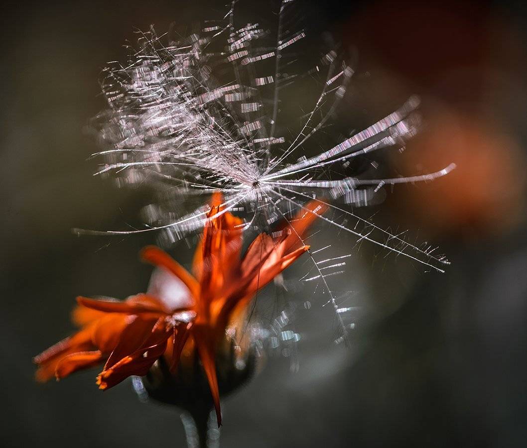 природа, макро, цветы, календула, чертополох, Неля Рачкова