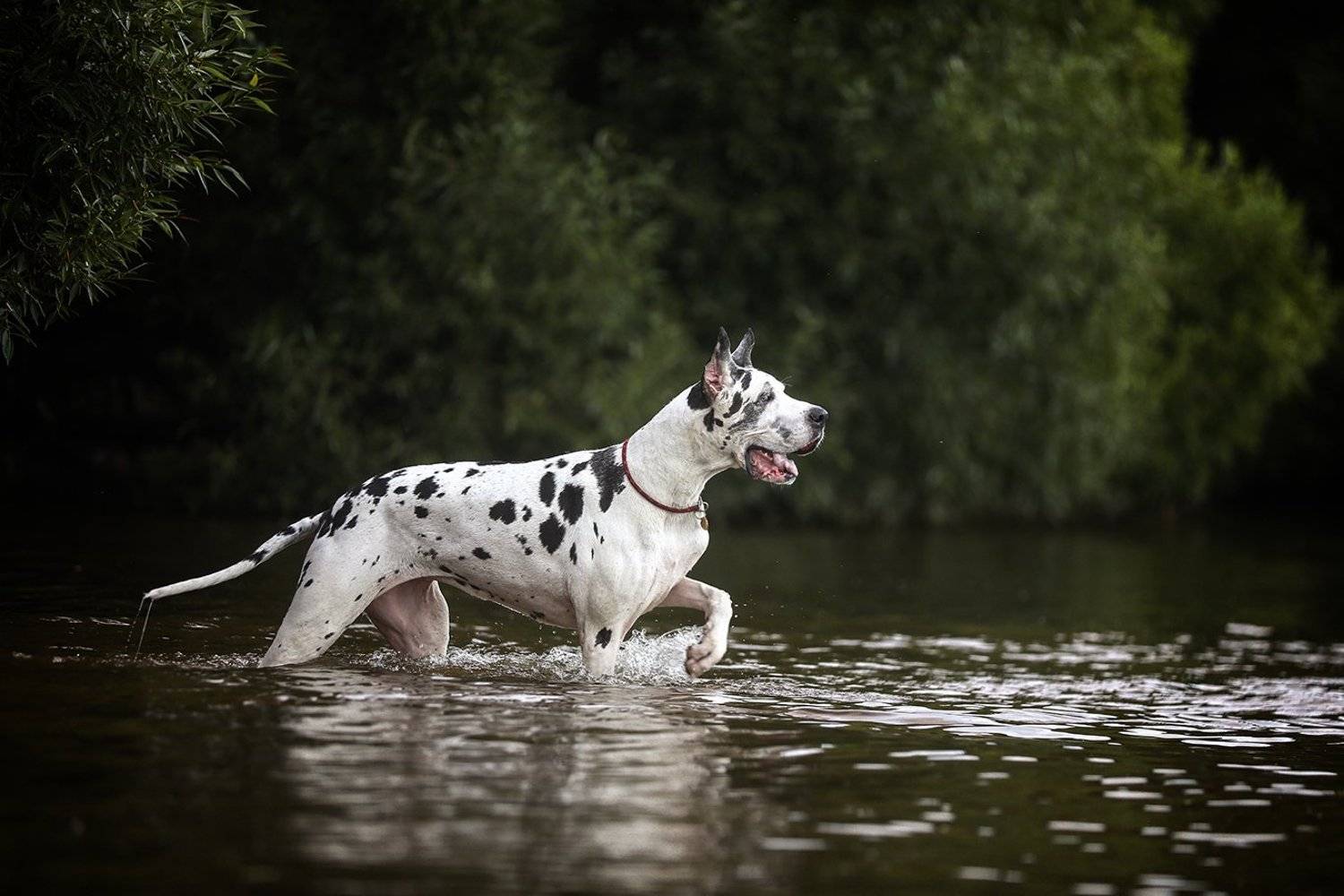 , Андрей Ершов