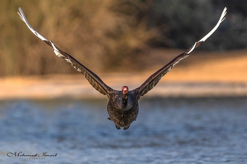 Black Swan фото превью