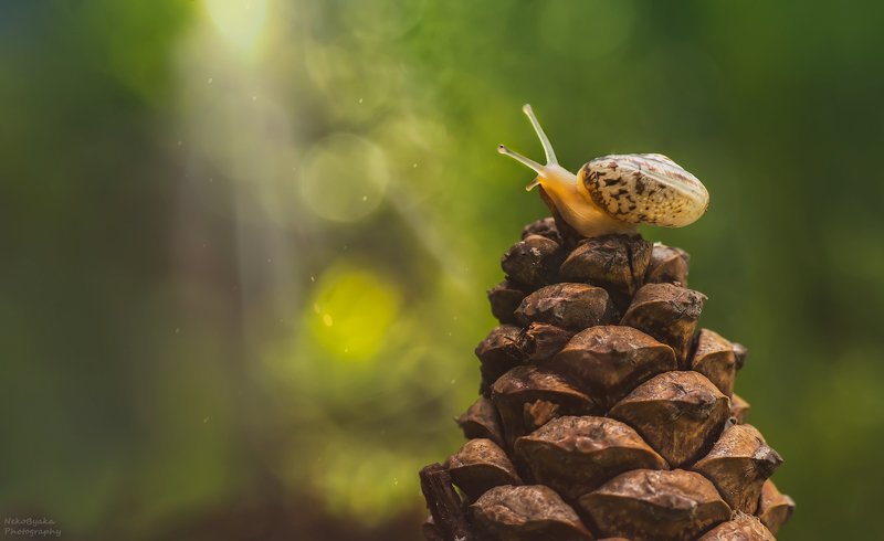 природа, улитка, шишка, лес, боке, лето, макро, nature, snail, bump, forest, bokeh, summer, macro, Лесные приключения фото превью