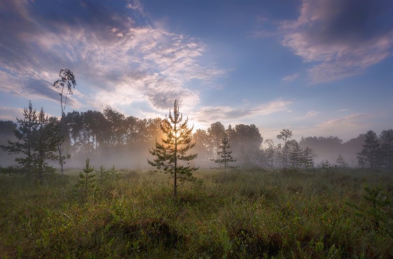 ленобласть Утро на болоте) фото превью