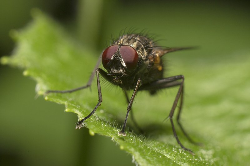 Мухи фото превью