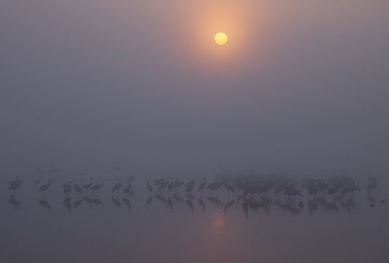 Crane Paradise фото превью