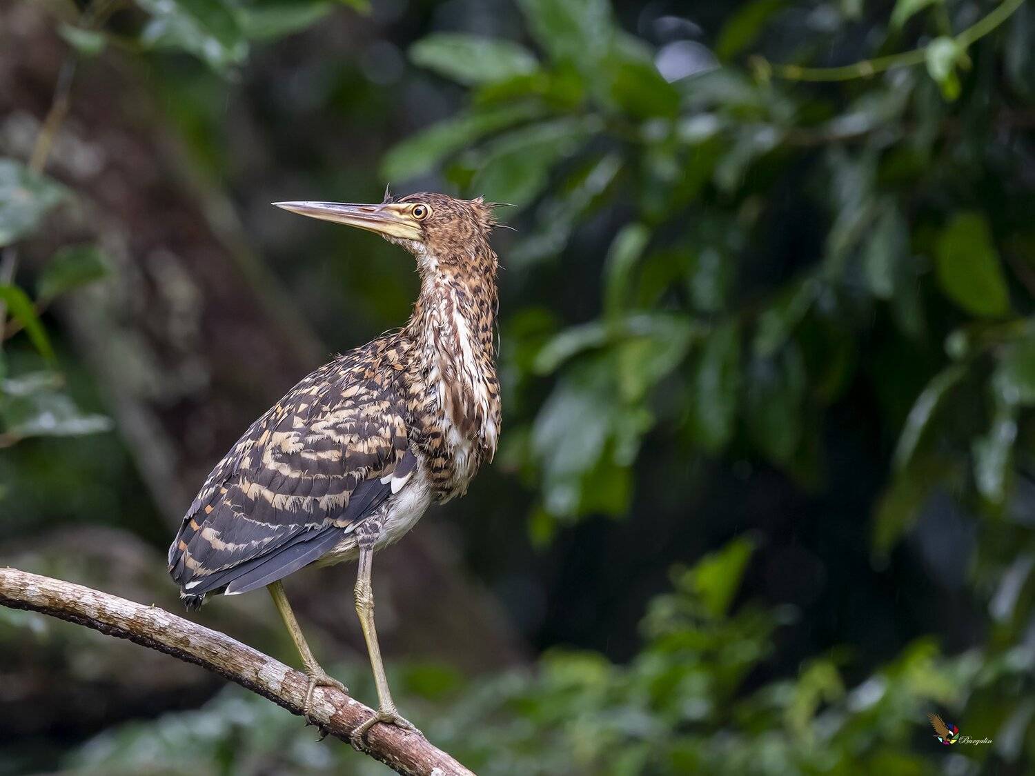 , Fernando Burgalin Sequeira