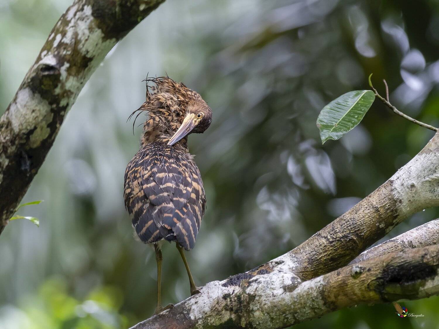 , Fernando Burgalin Sequeira